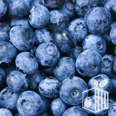 Frutos Peruanos exports Peruvian Fruits blueberries