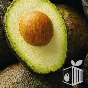 Frutos Peruanos exports Peruvian Fruits avocado aguacates paltas