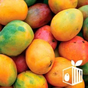 Mango Kent